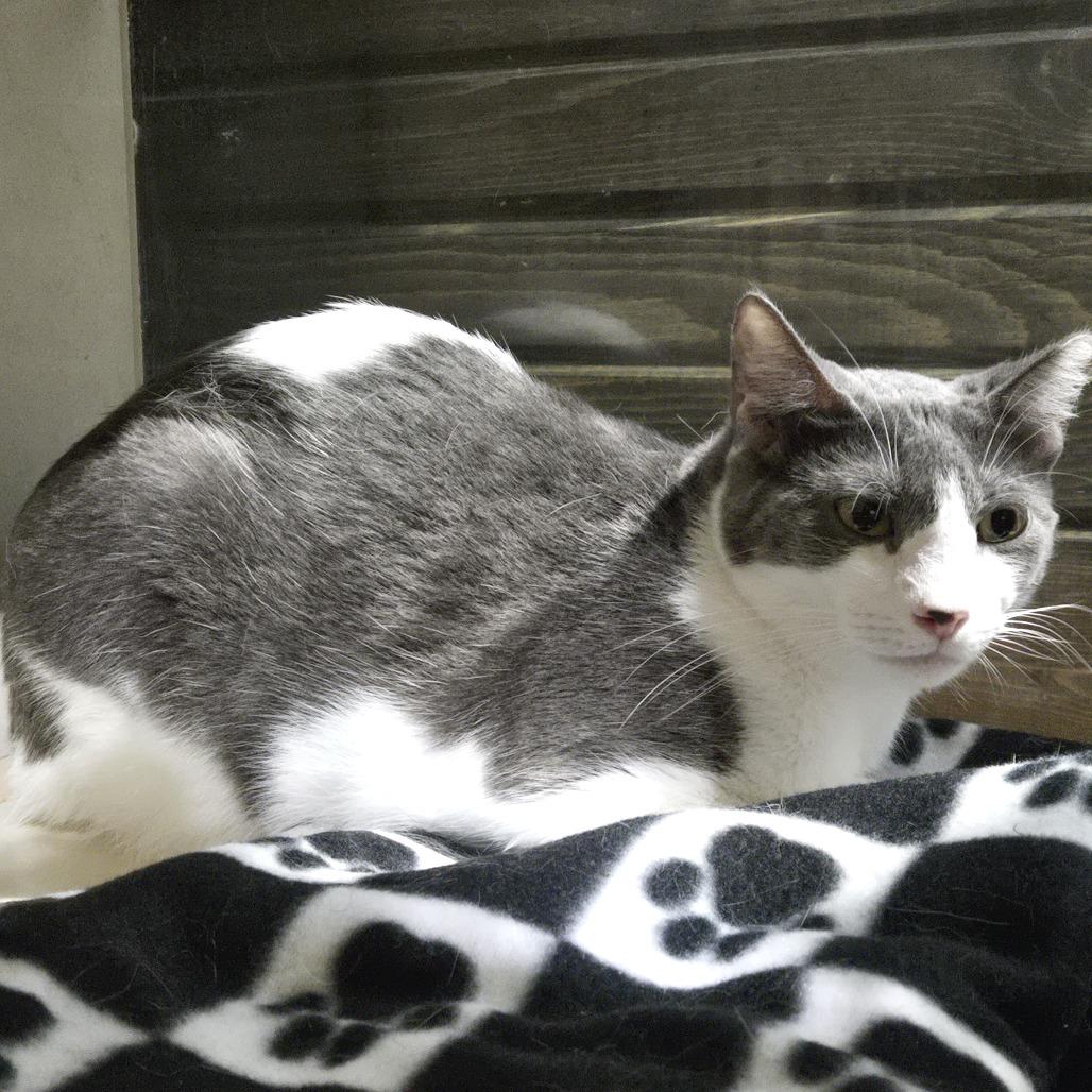 Enlarge Benito, a Adoptable Domestic Short Hair in Harlingen, TX image 2/3