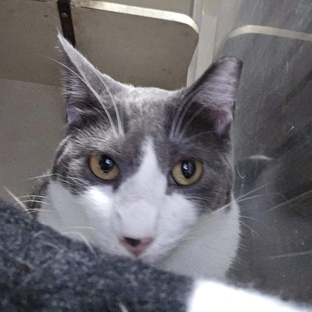 Enlarge Benito, a Adoptable Domestic Short Hair in Harlingen, TX image 3/3