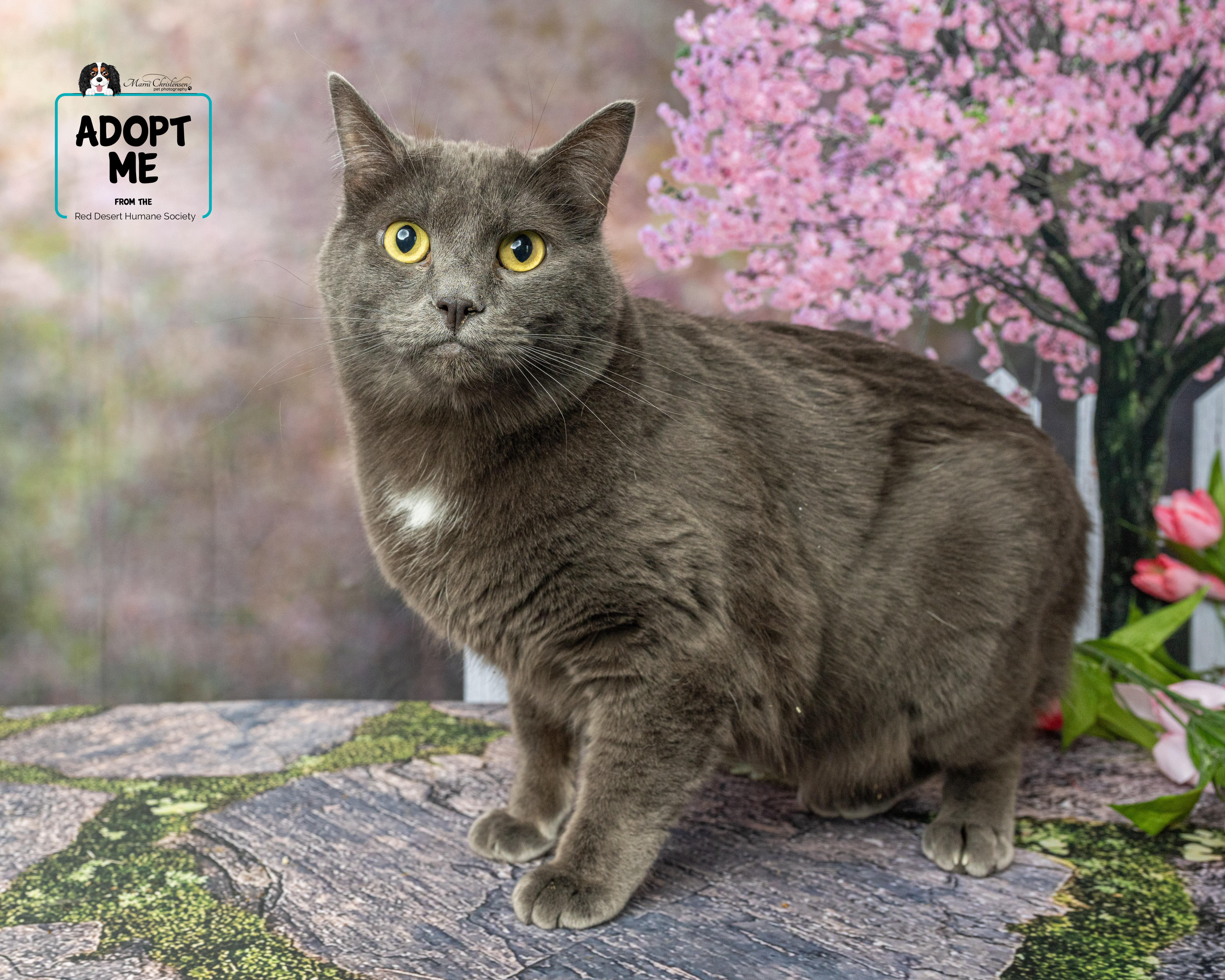 Greg, Adult Male Domestic Short Hair
