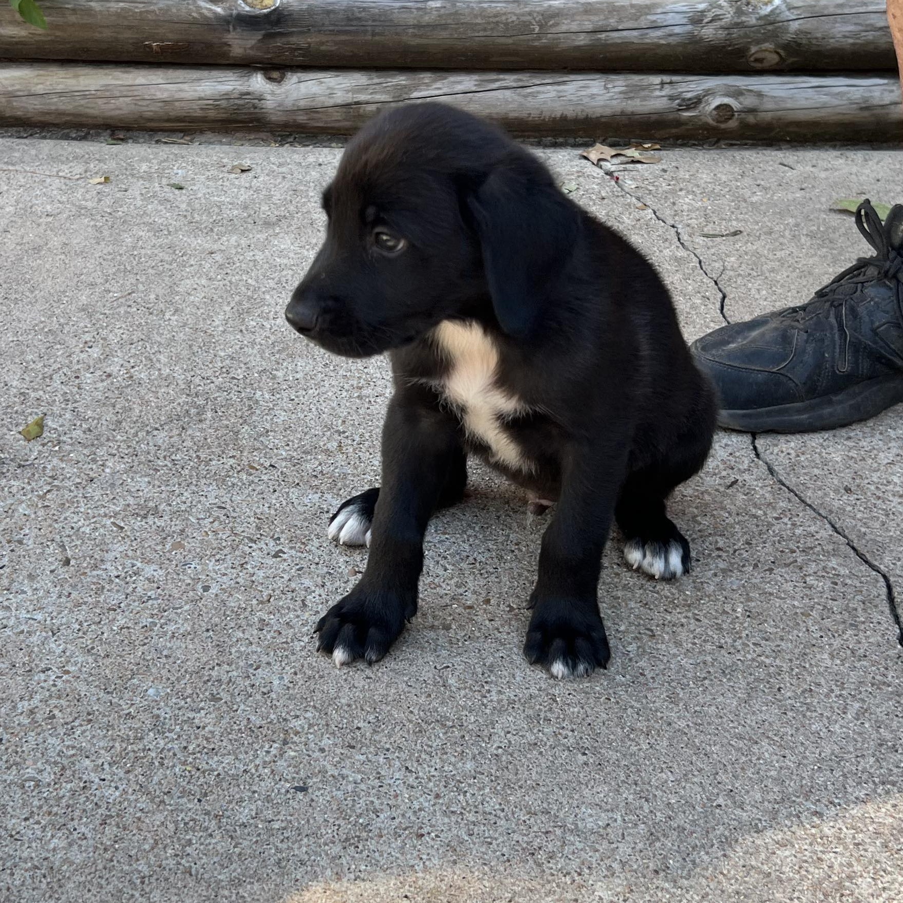 Dog for adoption Panther, a Blue Lacy & Black Labrador Retriever Mix