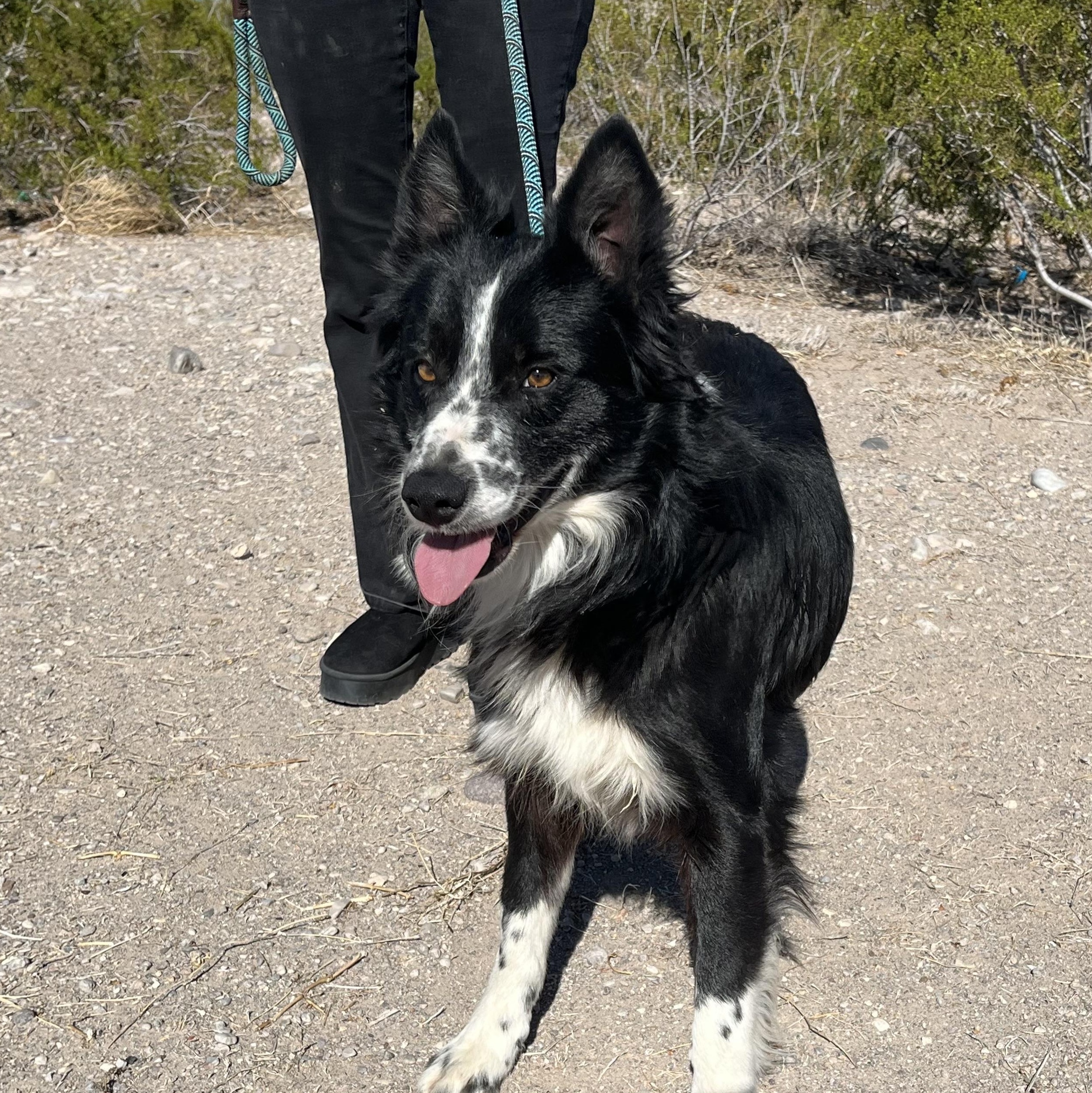 Enlarge Shep, a ADOPTABLE mixed breed in Marfa, TX image 1/4