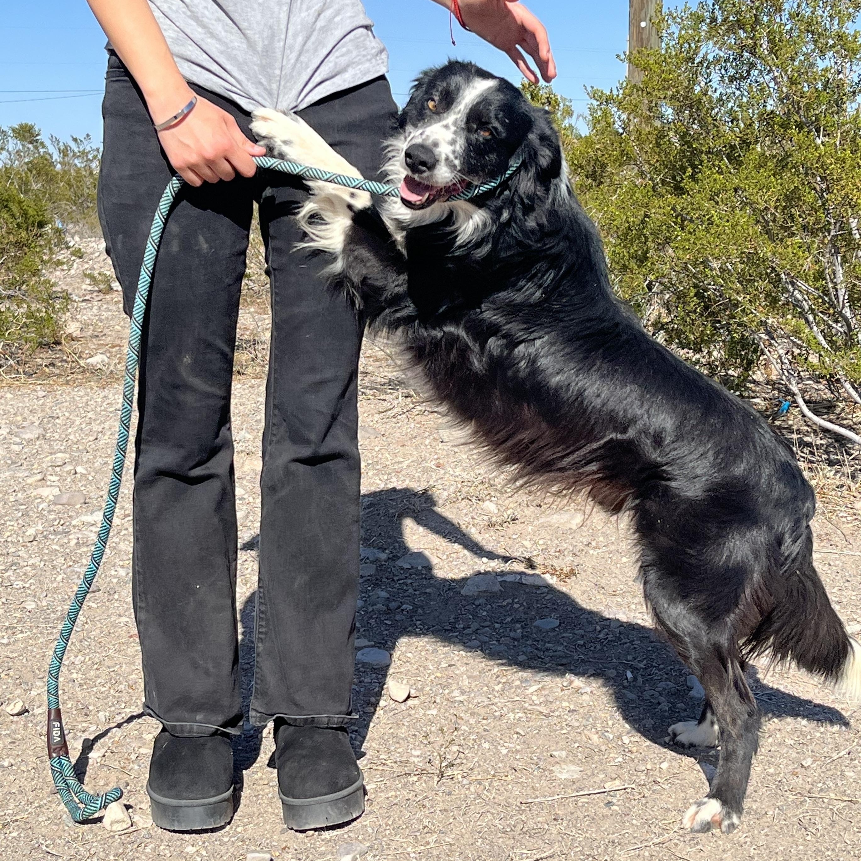 Enlarge Shep, a ADOPTABLE mixed breed in Marfa, TX image 2/4