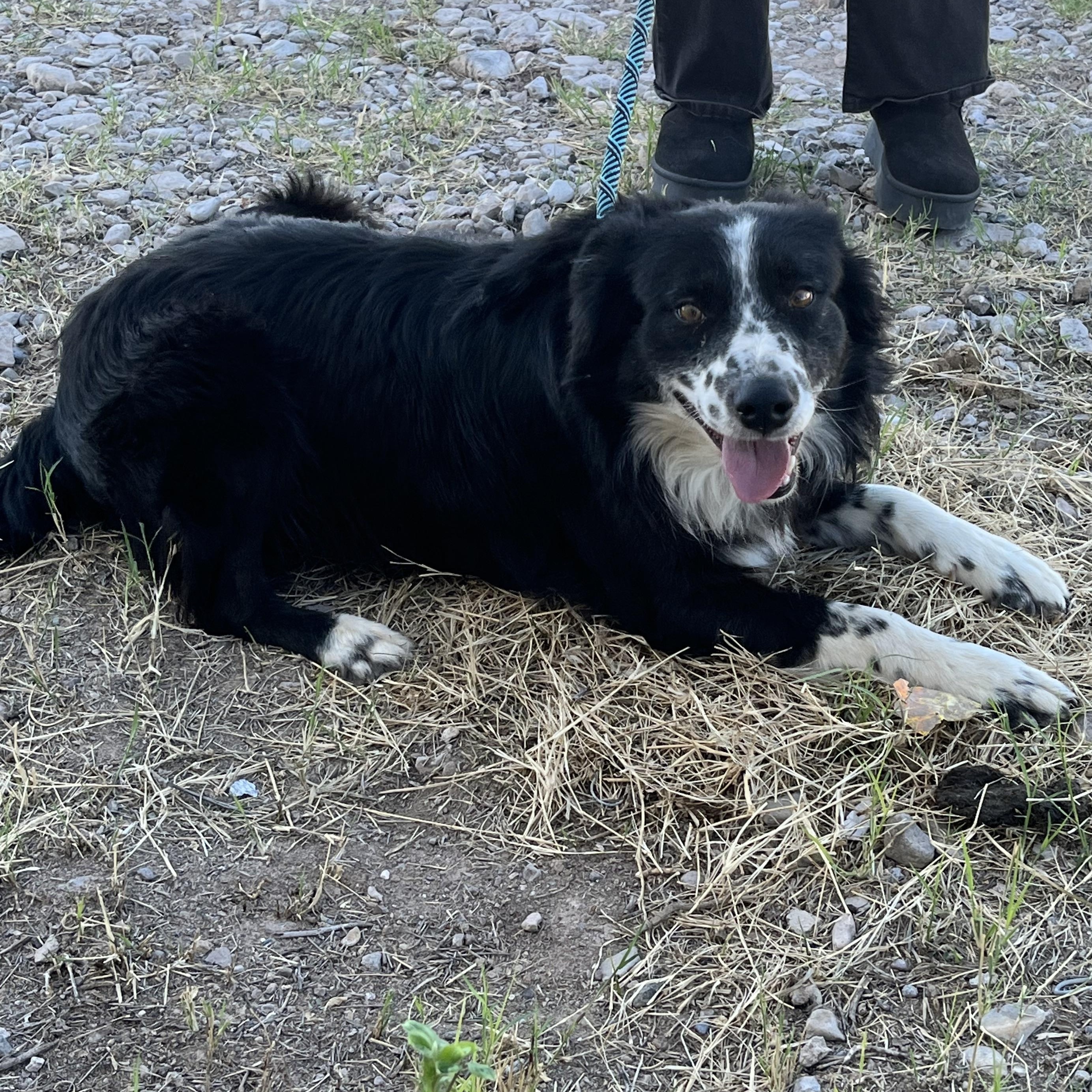 Enlarge Shep, a ADOPTABLE mixed breed in Marfa, TX image 4/4