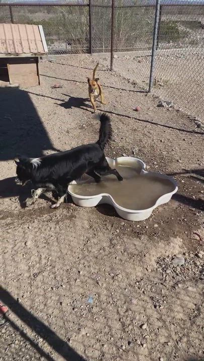 Enlarge Shep, a ADOPTABLE mixed breed in Marfa, TX video 3/4