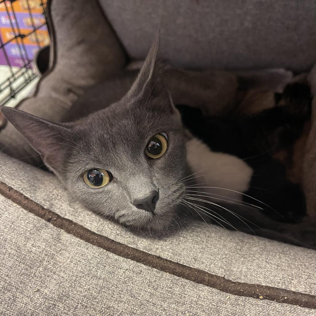 Ash, Adoptable, Young Female Domestic Short Hair.