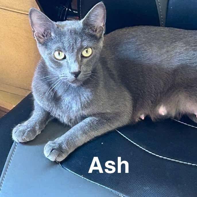 Ash, a Adoptable Domestic Short Hair in Sand Springs, OK image 2/2