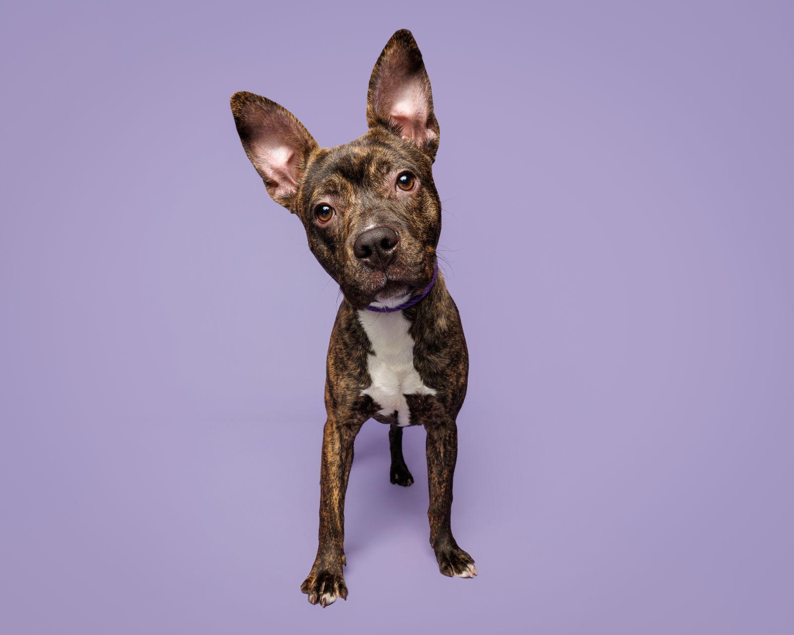 Enlarge Everything Bagel, a Adoptable Mixed Breed in Durham, NC image 1/2