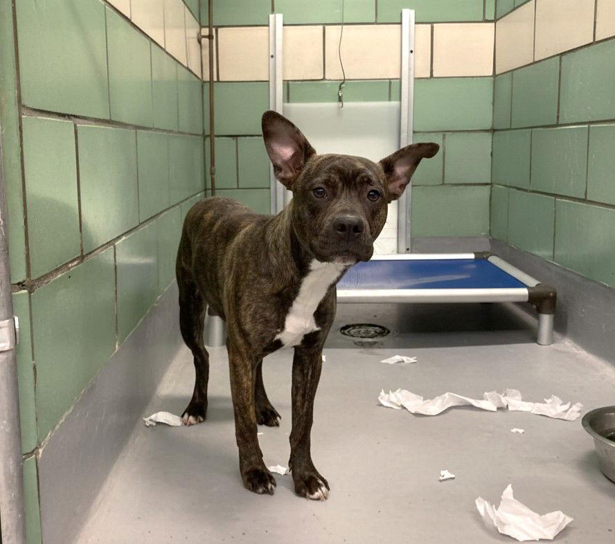 Enlarge Everything Bagel, a Adoptable Mixed Breed in Durham, NC image 2/2