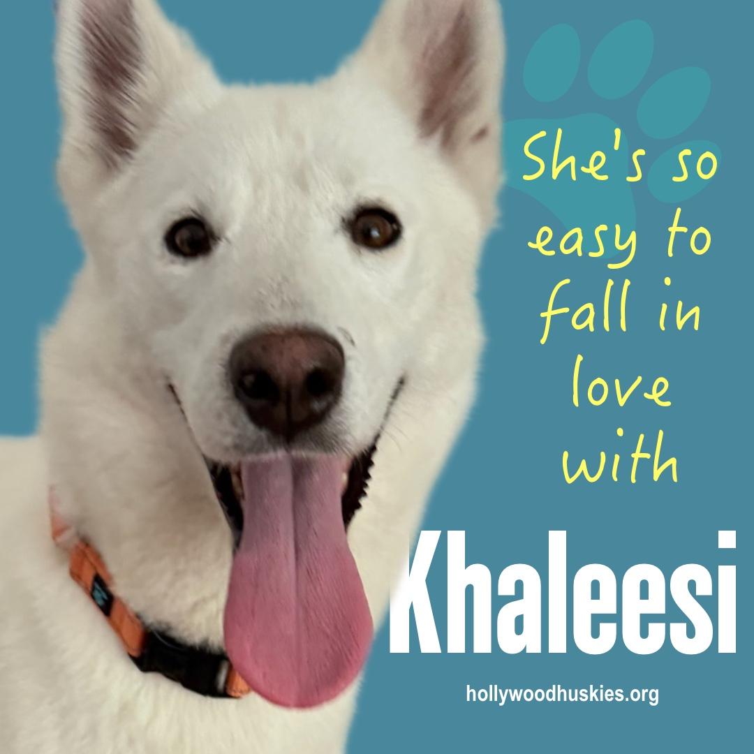 Khaleesi, Adoptable, Young Female Siberian Husky.