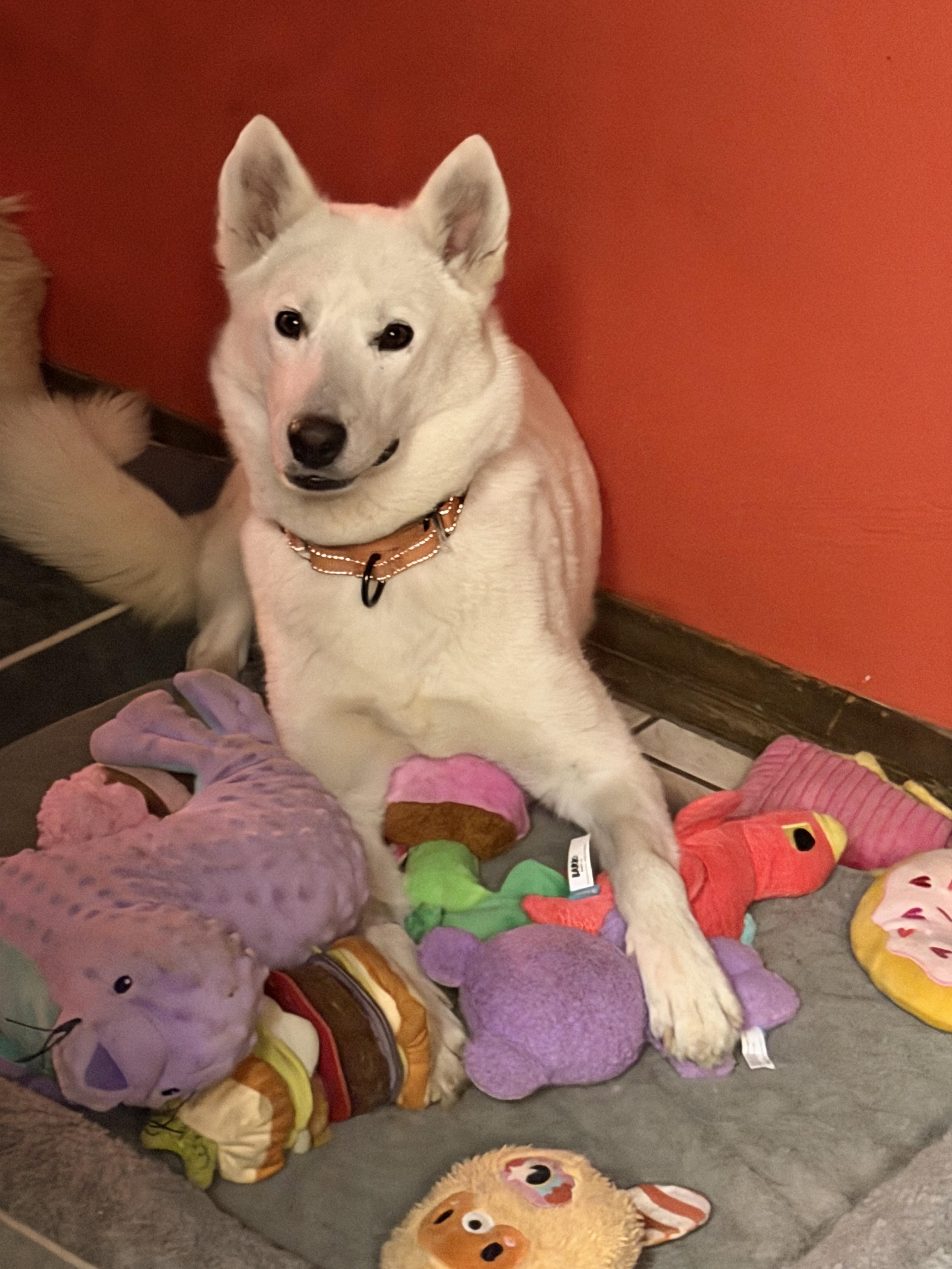Enlarge Khaleesi, a Adoptable Siberian Husky in Portland, OR image 5/5