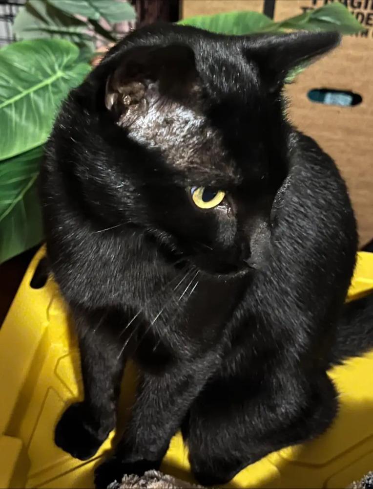 Cordoba 8544, Adoptable, Adult Male Domestic Short Hair.