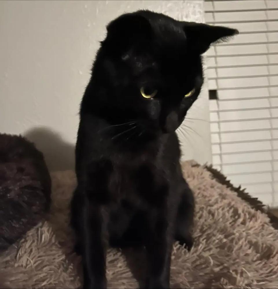 Enlarge Cordoba 8544, a Adoptable Domestic Short Hair in Dallas, TX image 3/4