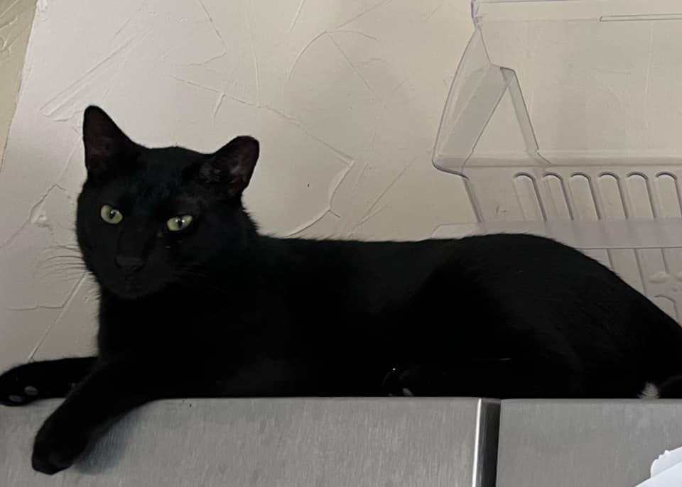 Enlarge Cordoba 8544, a Adoptable Domestic Short Hair in Dallas, TX image 4/4