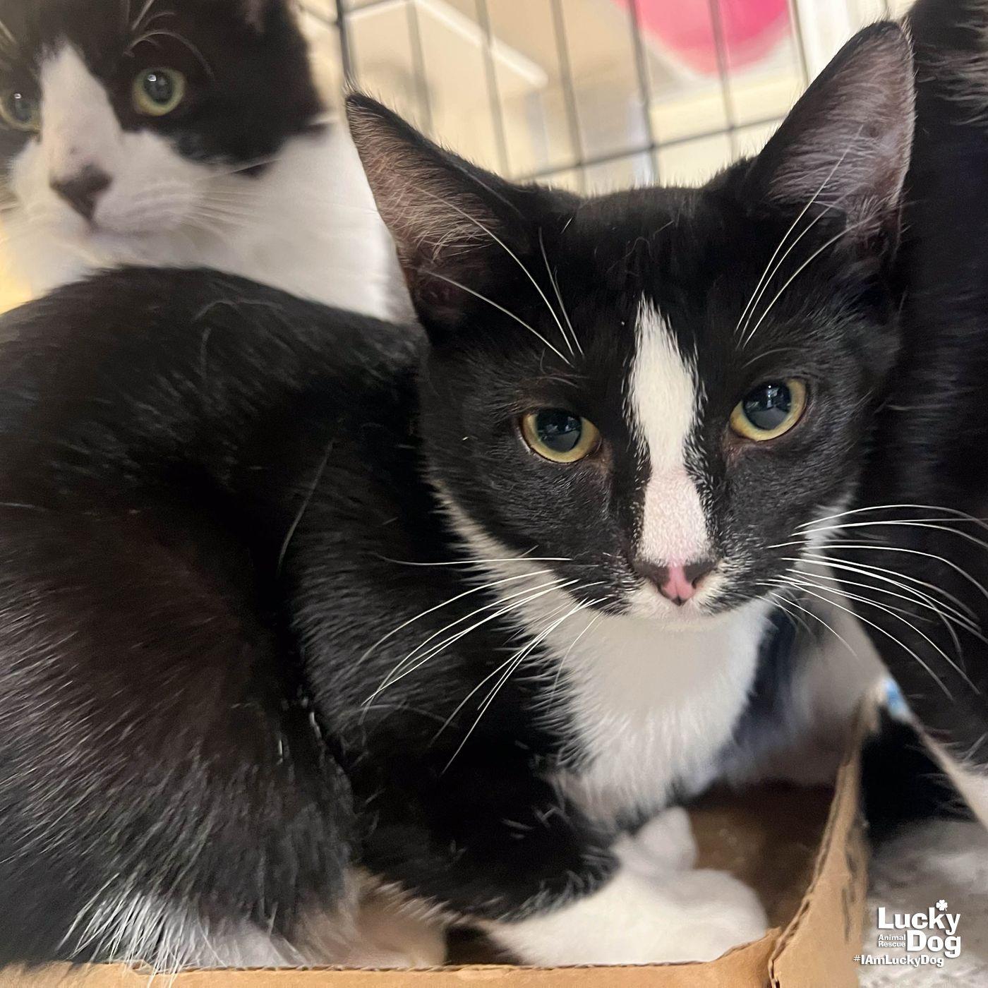 Scully, Adoptable, Kitten Female Domestic Short Hair.
