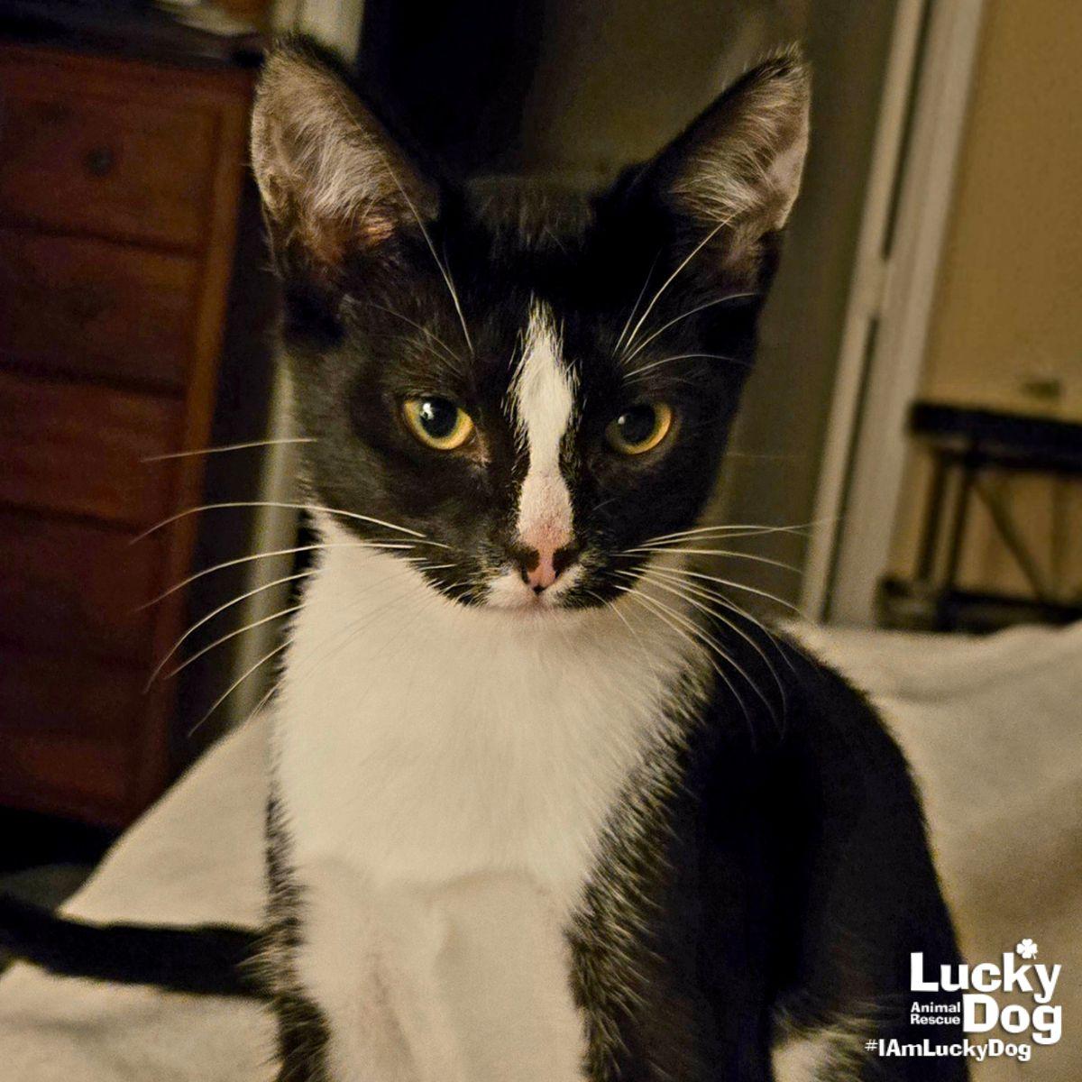 Enlarge Scully, a Adoptable Domestic Short Hair in Washington, DC image 2/2
