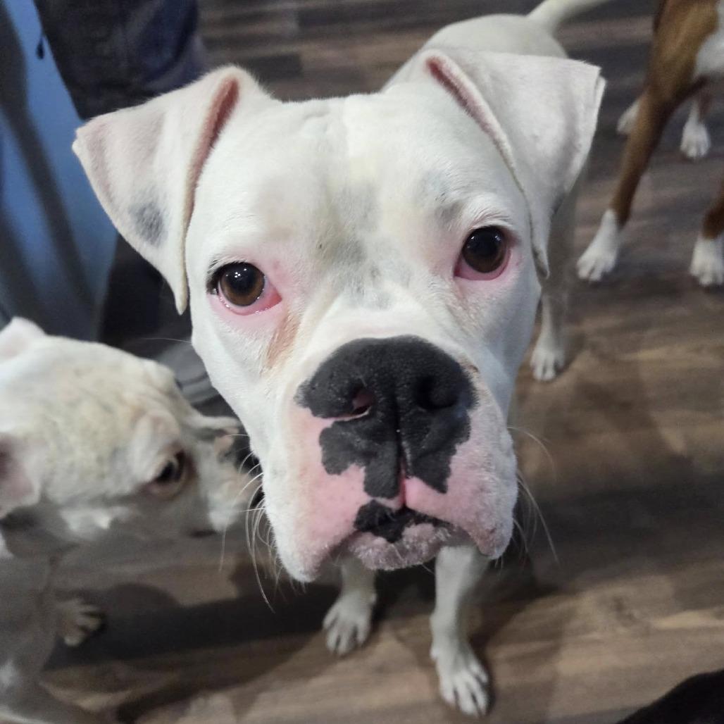 Oso, Adoptable, Adult Male Boxer.