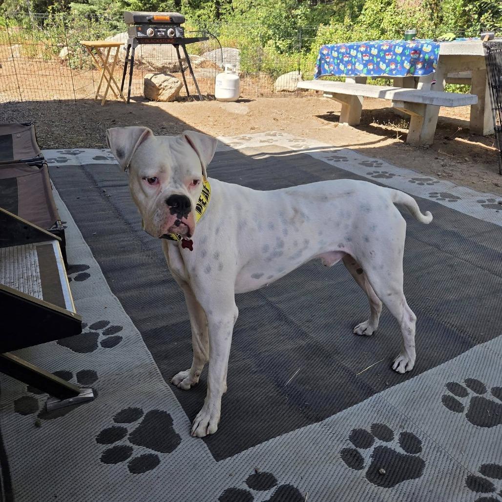 Enlarge Oso, a Adoptable Boxer in McMinnville, OR image 2/6