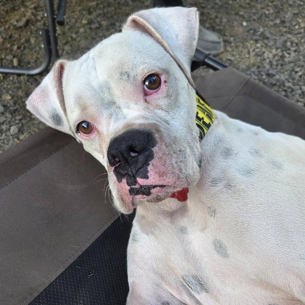 Enlarge Oso, a Adoptable Boxer in McMinnville, OR image 3/6