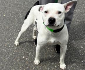 Enlarge Turbo, a Adoptable Pit Bull Terrier in Stockton, CA image 1/1
