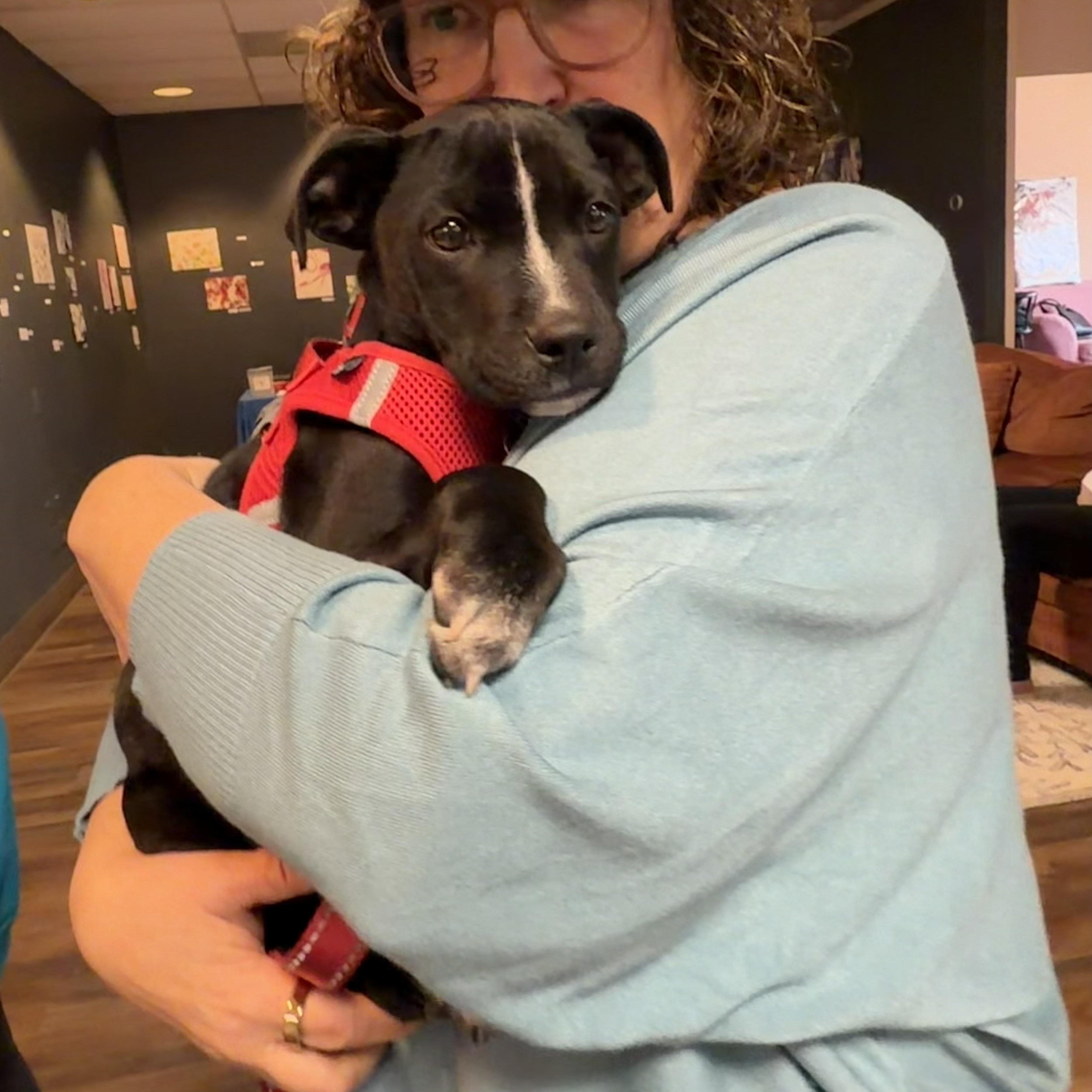 Bex, a ADOPTABLE mixed breed in Uxbridge, MA image 2/3