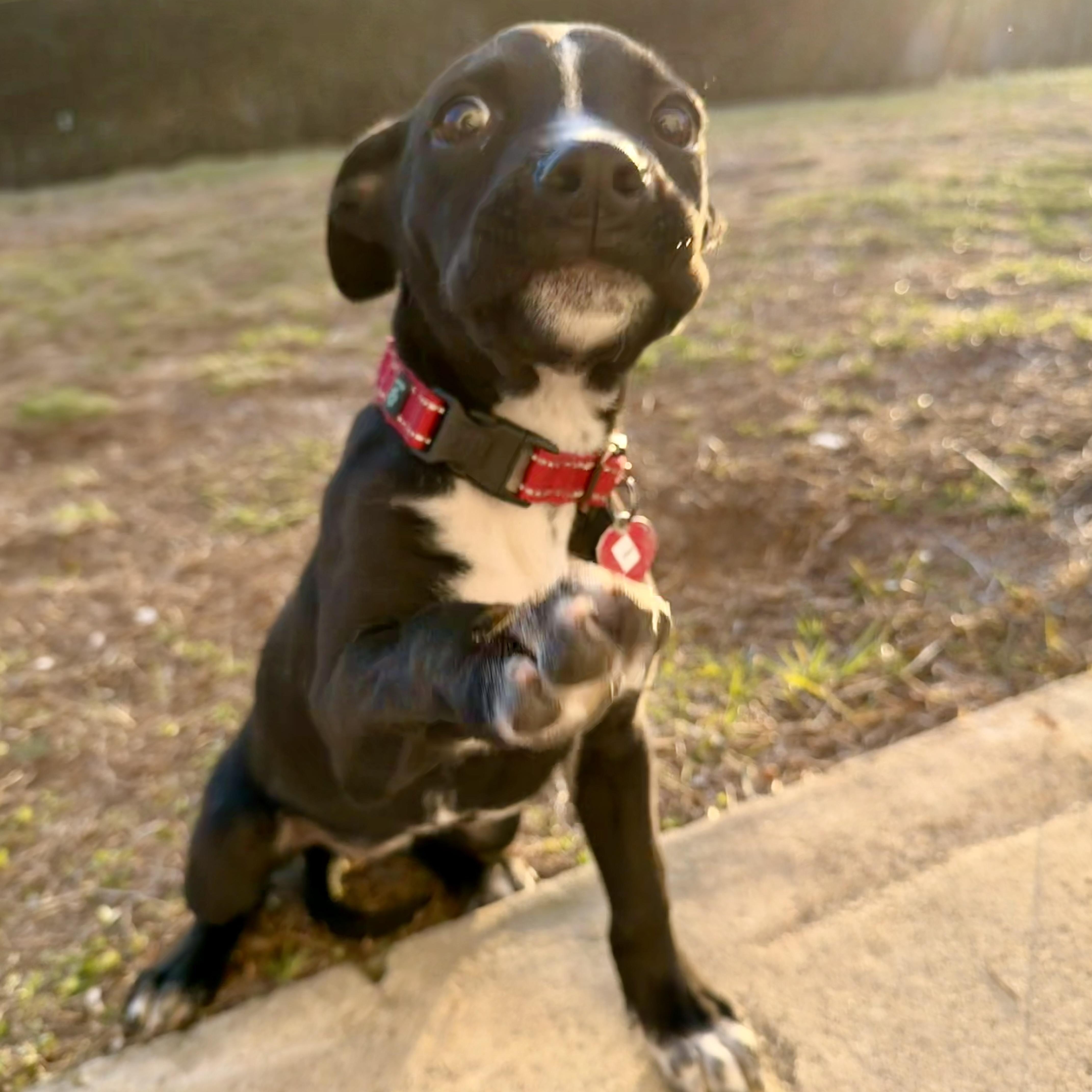 Bex, a ADOPTABLE mixed breed in Uxbridge, MA image 1/3