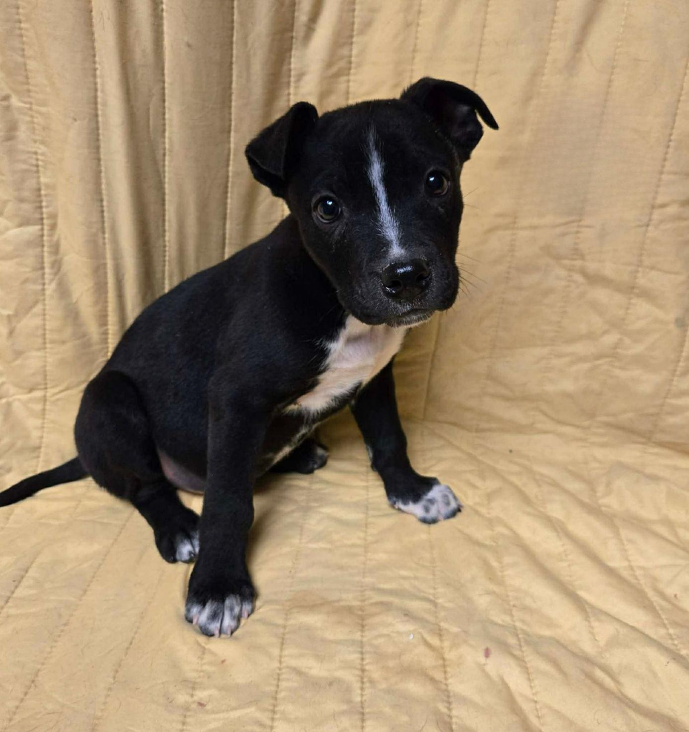 Bex, ADOPTABLE, Puppy Female Labrador Retriever & Australian Cattle Dog / Blue Heeler.