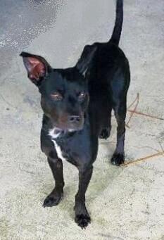 Louie, Adoptable, Adult Male Miniature Pinscher.