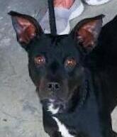 Louie, a Adoptable mixed breed in North Fort Myers, FL image 2/3