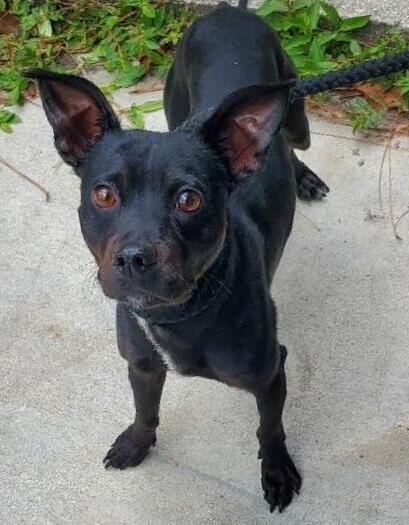 Louie, a Adoptable mixed breed in North Fort Myers, FL image 3/3