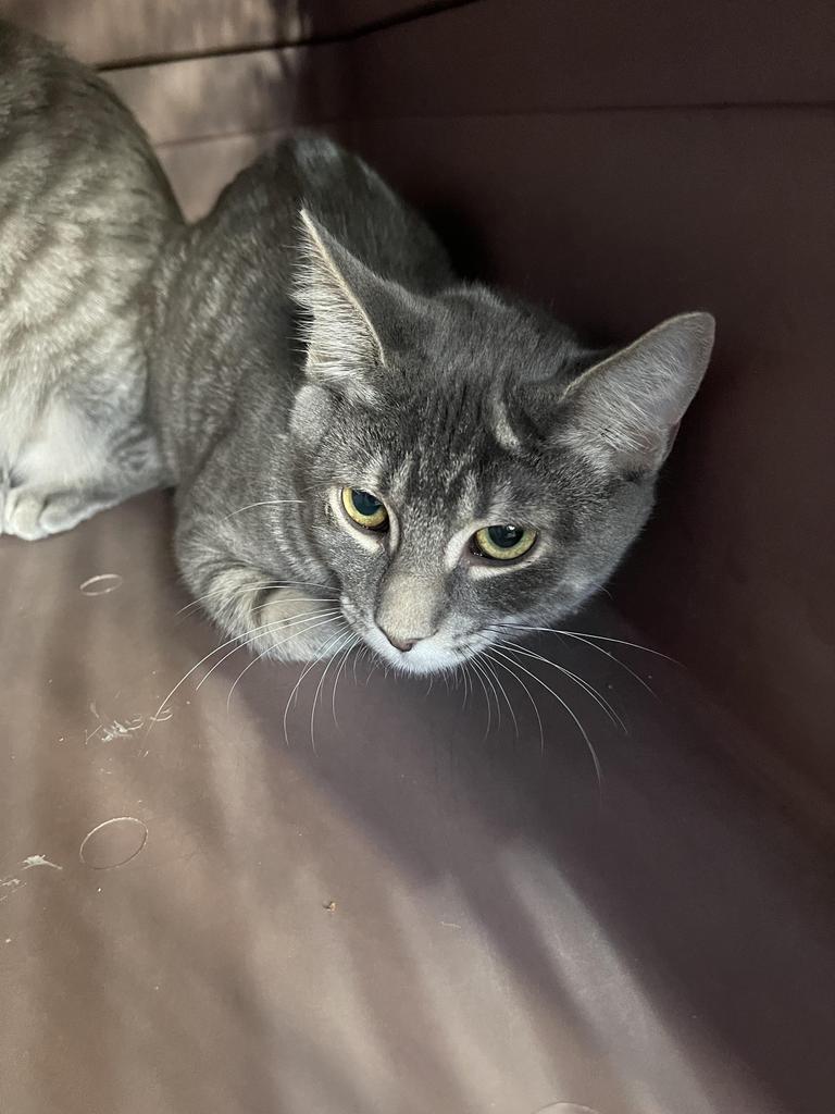 Enlarge Willie, a Adoptable mixed breed in Jim Thorpe, PA image 3/4