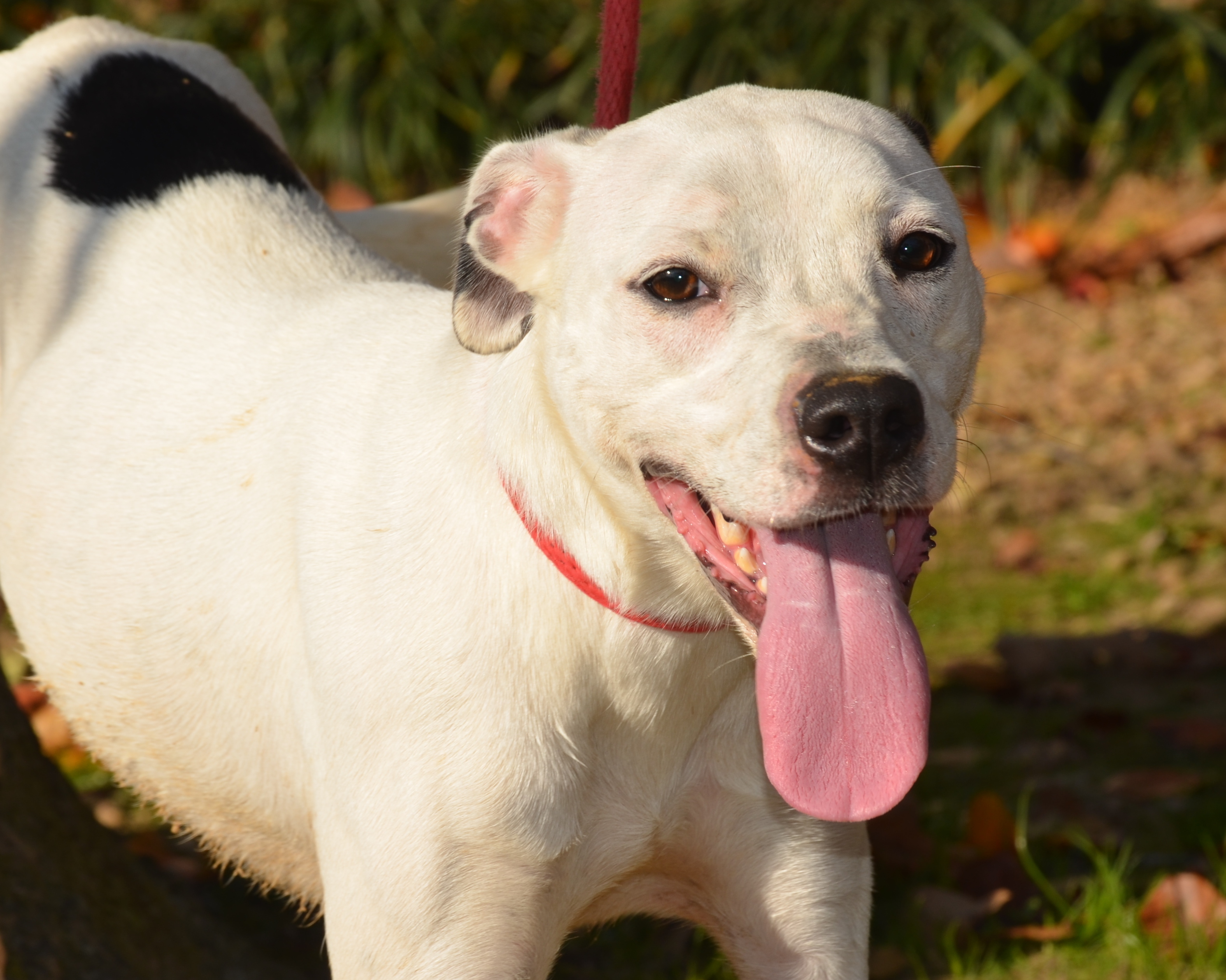 Jenny, a Adoptable mixed breed in Jasper, GA image 1/5