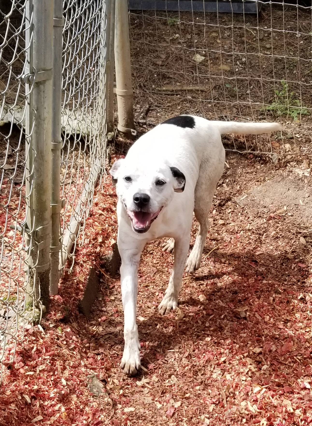 Jenny, a Adoptable mixed breed in Jasper, GA image 3/5