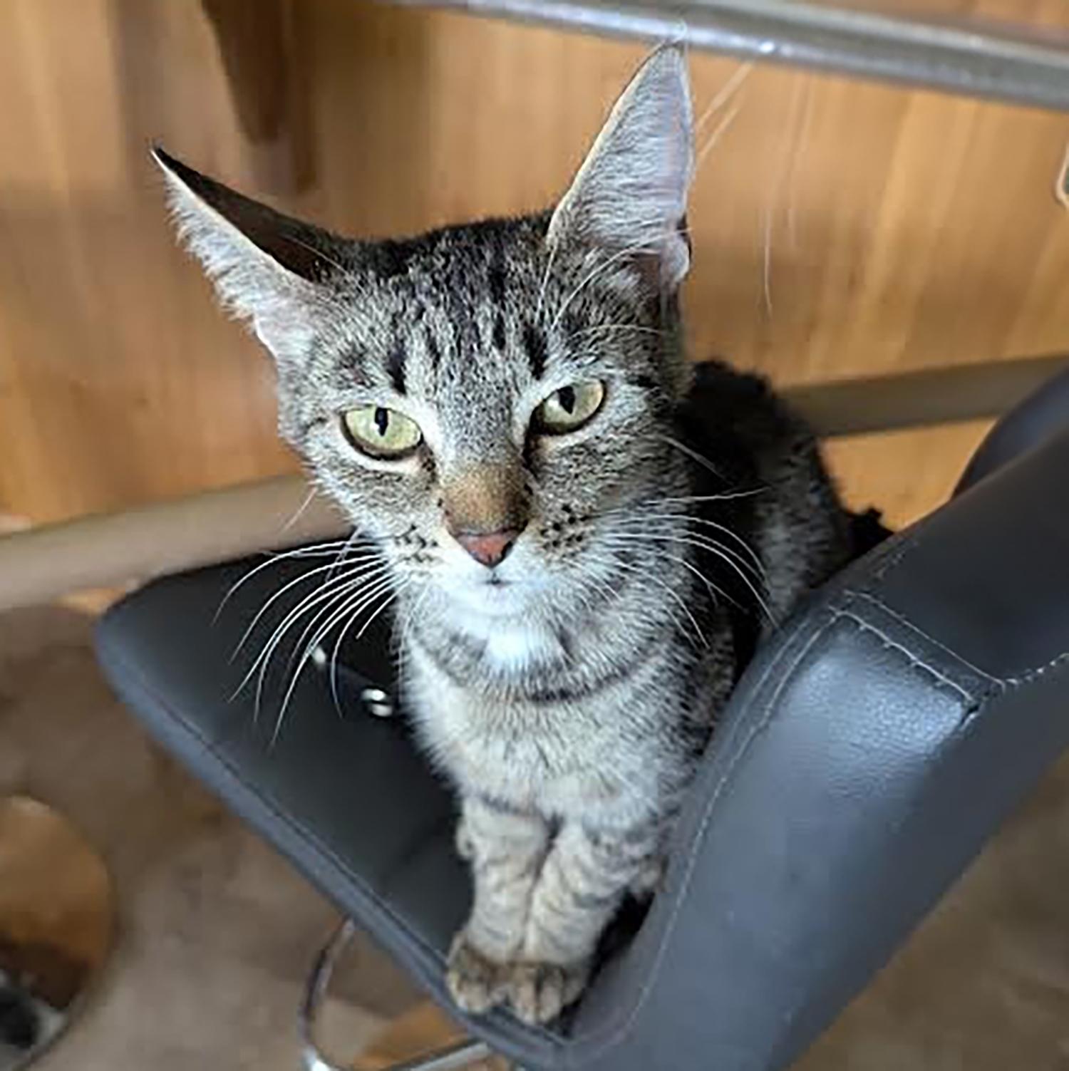 Duchess H, Young Female Domestic Short Hair