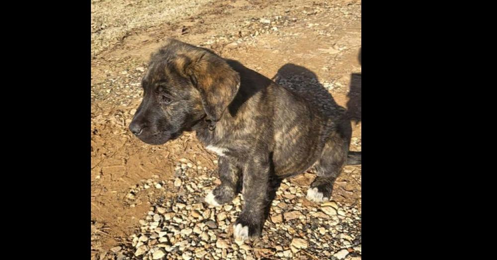 Jingle Bells: Pup thumbnail 3