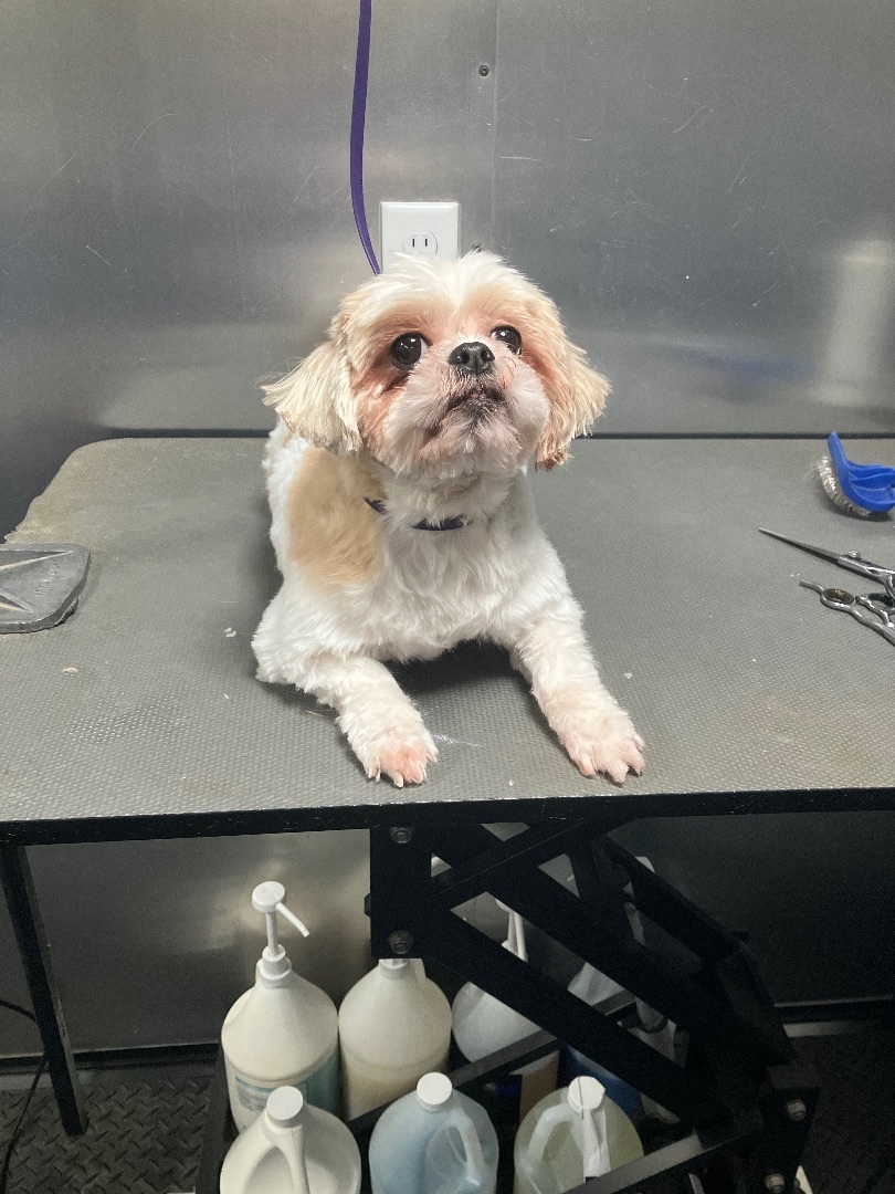 Miso, a Adopted Shih Tzu in Bonita Springs, FL image 1/2