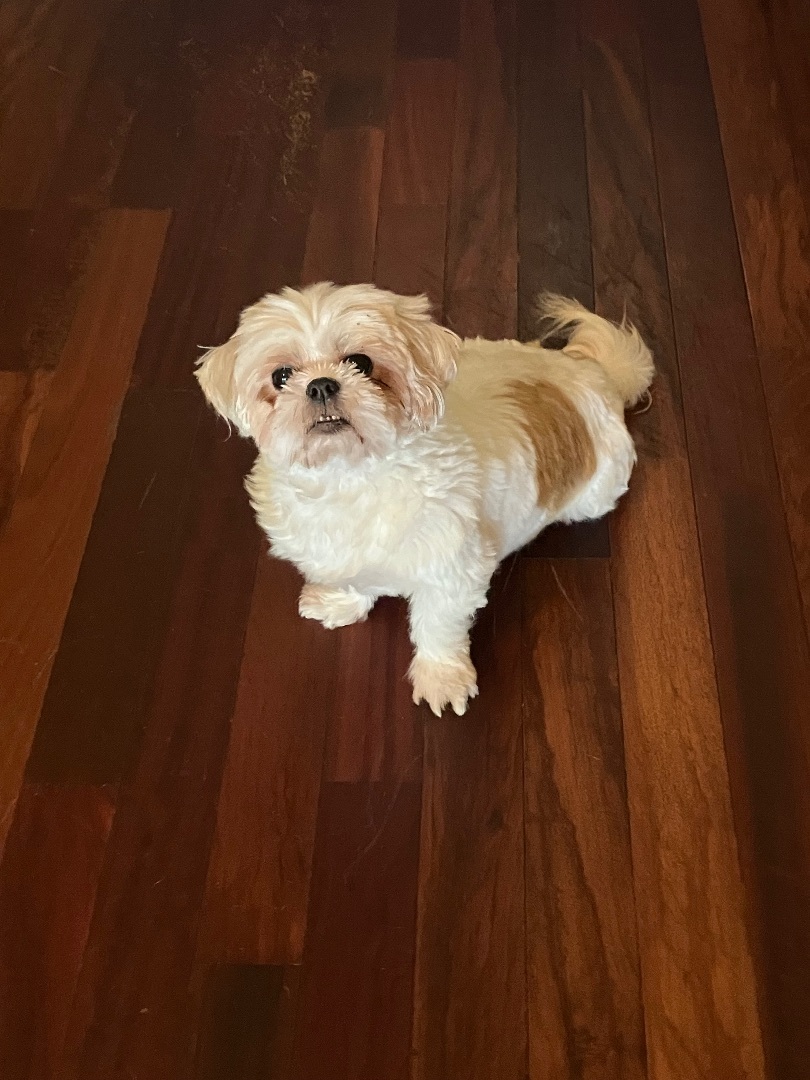 Miso, a Adopted Shih Tzu in Bonita Springs, FL image 2/2