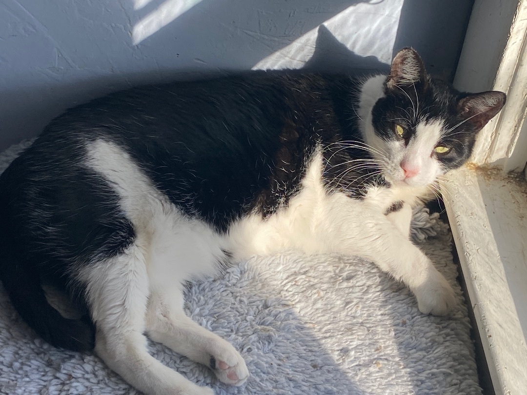 Enlarge Devin, a Adoptable Domestic Short Hair in Kansas City, MO image 1/1