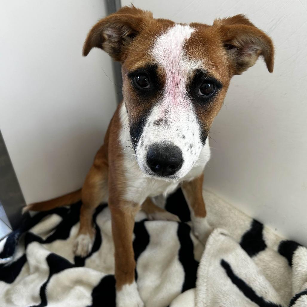 Ella, Adoptable, Young Female Shepherd & Boxer.