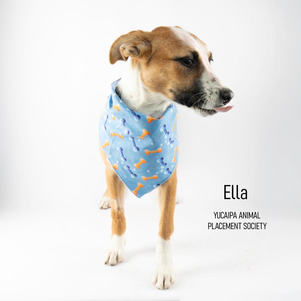 Ella, a Adoptable mixed breed in Yucaipa, CA image 2/6