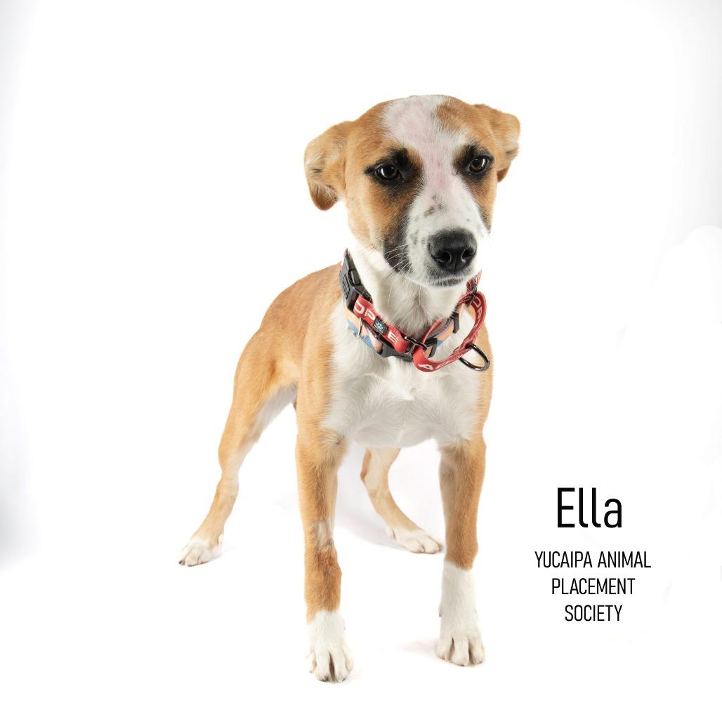 Ella, a Adoptable mixed breed in Yucaipa, CA image 3/6