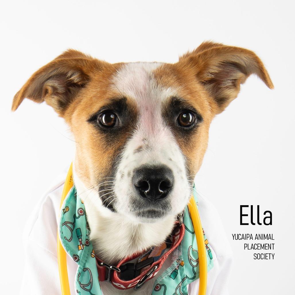 Ella, a Adoptable mixed breed in Yucaipa, CA image 4/6