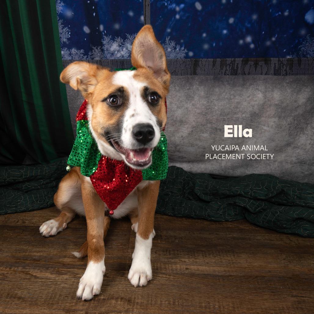Ella, a Adoptable mixed breed in Yucaipa, CA image 5/6