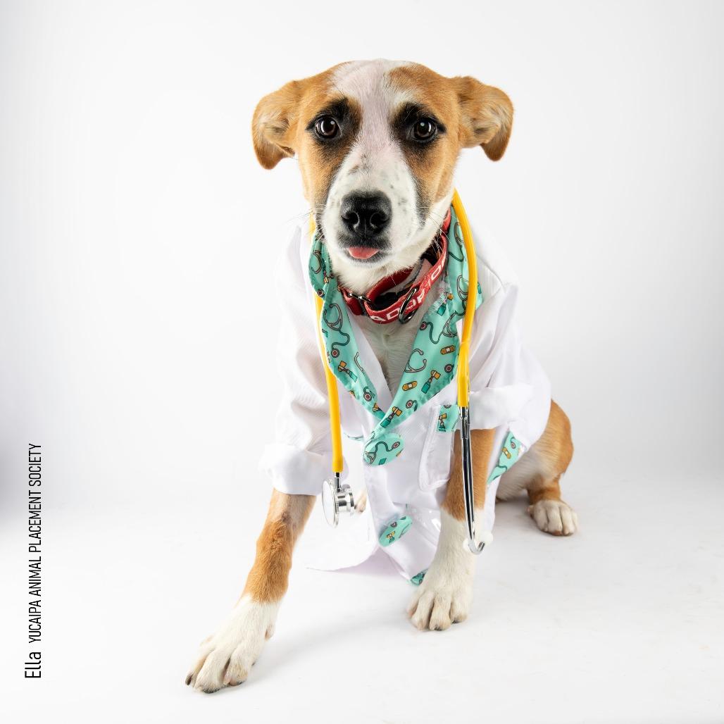 Ella, a Adoptable mixed breed in Yucaipa, CA image 6/6