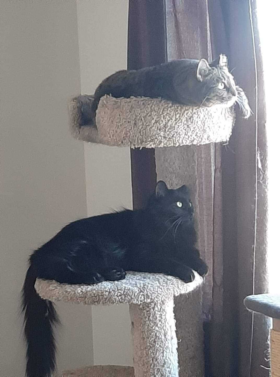 Enlarge Blacki & Junyor, a Adoptable Domestic Short Hair in Mississauga, ON image 1/4