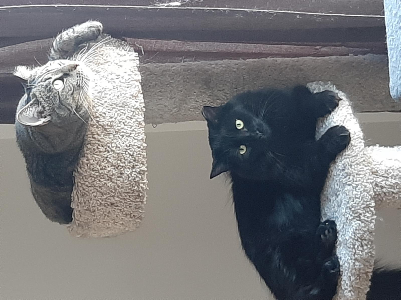 Enlarge Blacki & Junyor, a Adoptable Domestic Short Hair in Mississauga, ON image 2/4