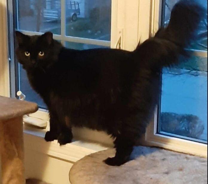 Enlarge Blacki & Junyor, a Adoptable Domestic Short Hair in Mississauga, ON image 3/4