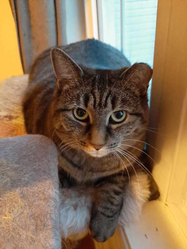 Enlarge Blacki & Junyor, a Adoptable Domestic Short Hair in Mississauga, ON image 4/4