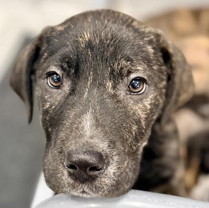 Kentucky, Adoptable, Puppy Male Mixed Breed & Mixed Breed.