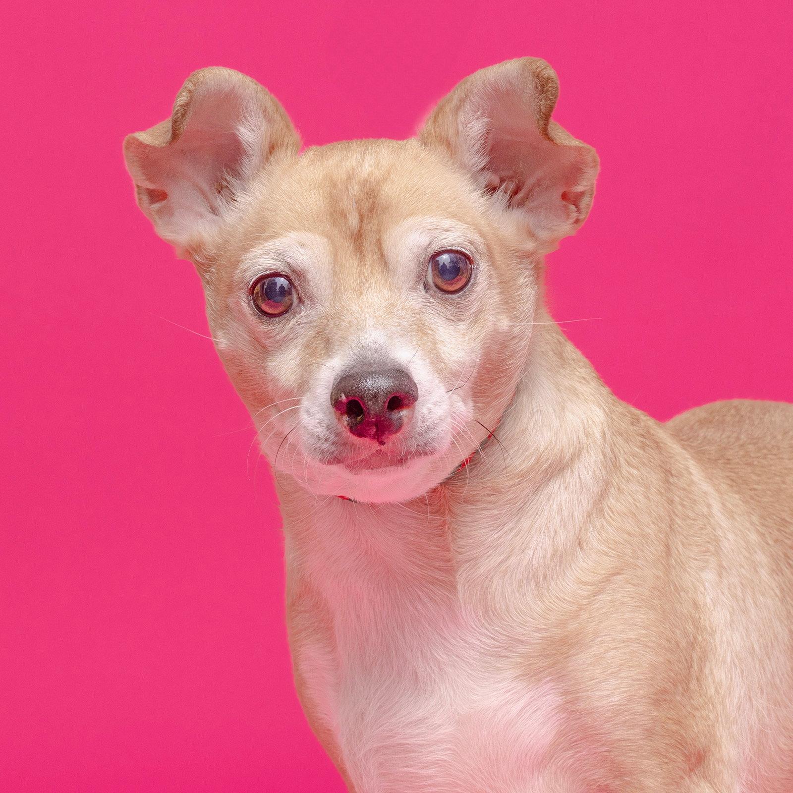 Rocky {COMING SOON}, Adopted, Senior Male Chihuahua & Terrier.