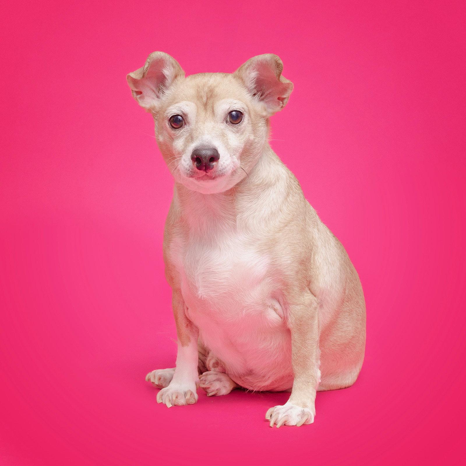 Enlarge Rocky {COMING SOON}, a Adopted mixed breed in Nashville, TN image 2/2